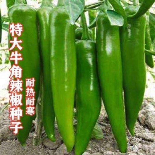 邵东市特大牛角椒种子微辣耐寒耐热阳台庭院