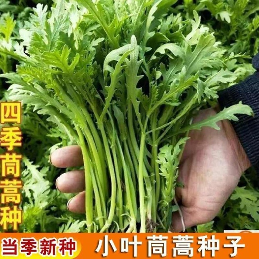 邵东市小叶茼蒿种子分多多茼蒿菜籽耐寒皇帝菜菜籽四季阳台蔬菜种子