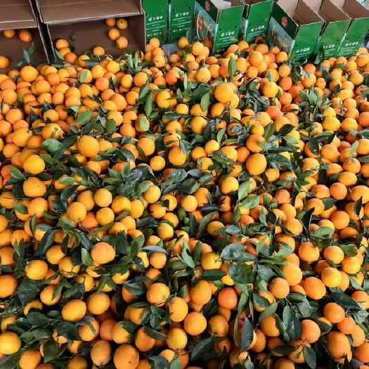 雷波县四川凉山雷波县精品纽荷尔橙子现摘发货