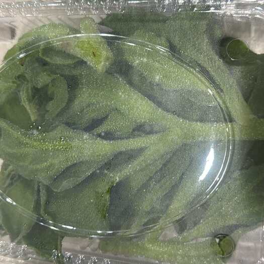 杭州冰草
