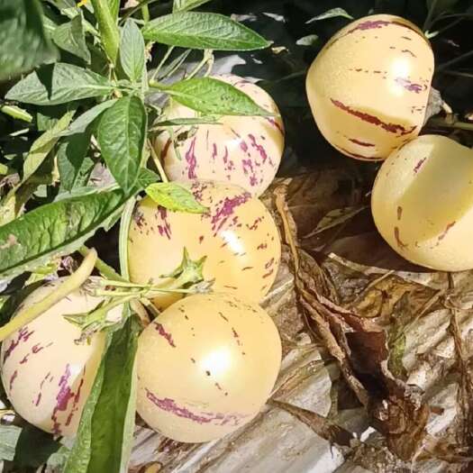 金平县云南反季节人参果大量上市，有需要的老板欢迎来谈
