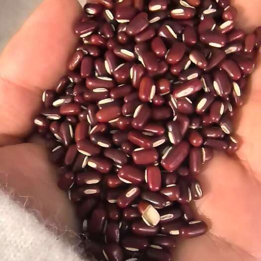 中牟县赤小豆