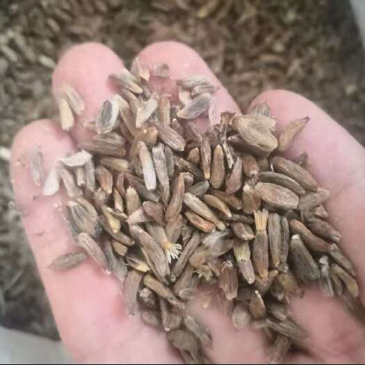 亳州24年改良白术种子，保发芽率产量高包技术指导包回收，可签合同