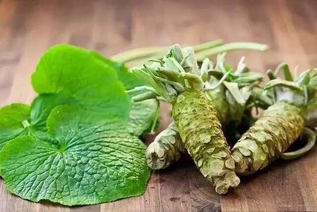 洛阳辣根