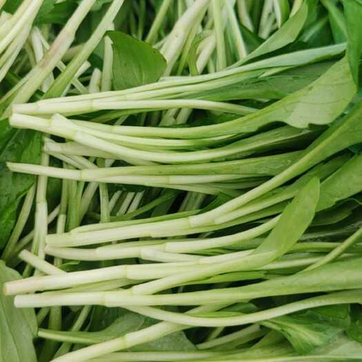 平湖市精品马兰头大量现货
