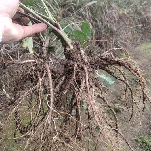 道真县白花前胡