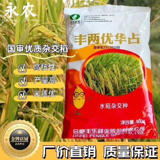 祁阳市长粒杂交水稻种子丰两优华占水稻种子米质优饭好吃稻谷种子中熟型