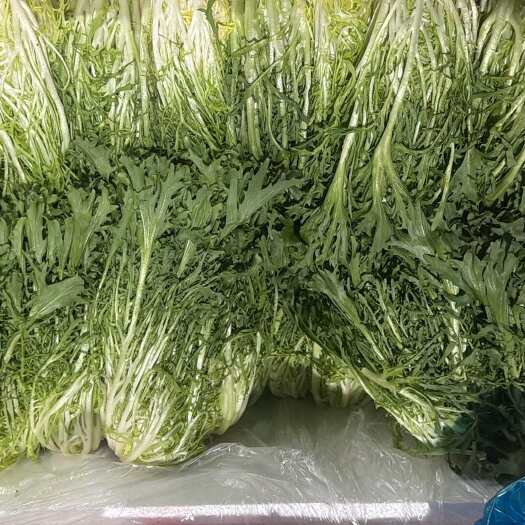 杭州苦菊精品