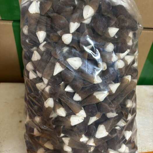 广州黑皮鸡枞菌 一二三级