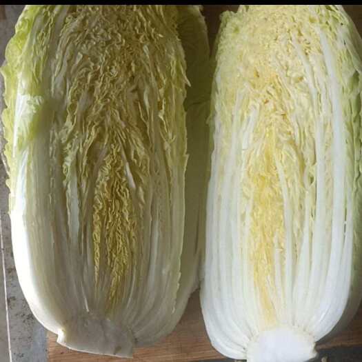 社旗县娃娃菜