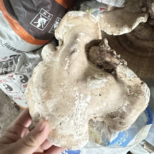 辉南县白灵芝