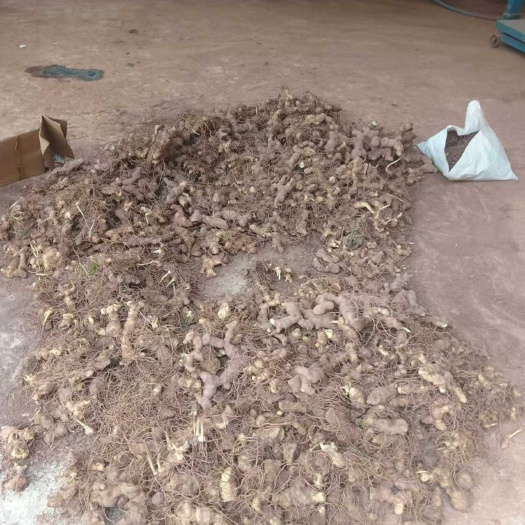 博罗县带须黄精