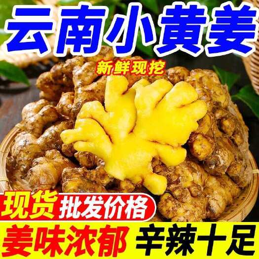 文山市【包邮摆摊好货】云南小黄姜老姜饱满现挖坏了包赔味道浓郁长期供