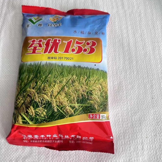 沭阳县【批发】杂交水稻种子荃优153国审稻优质高产品种铁杆稻种子