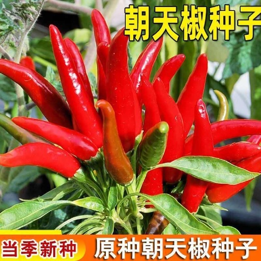 邵东市朝天椒种子小米辣椒种子小米椒春季四季庭院阳台盆栽蔬菜种子