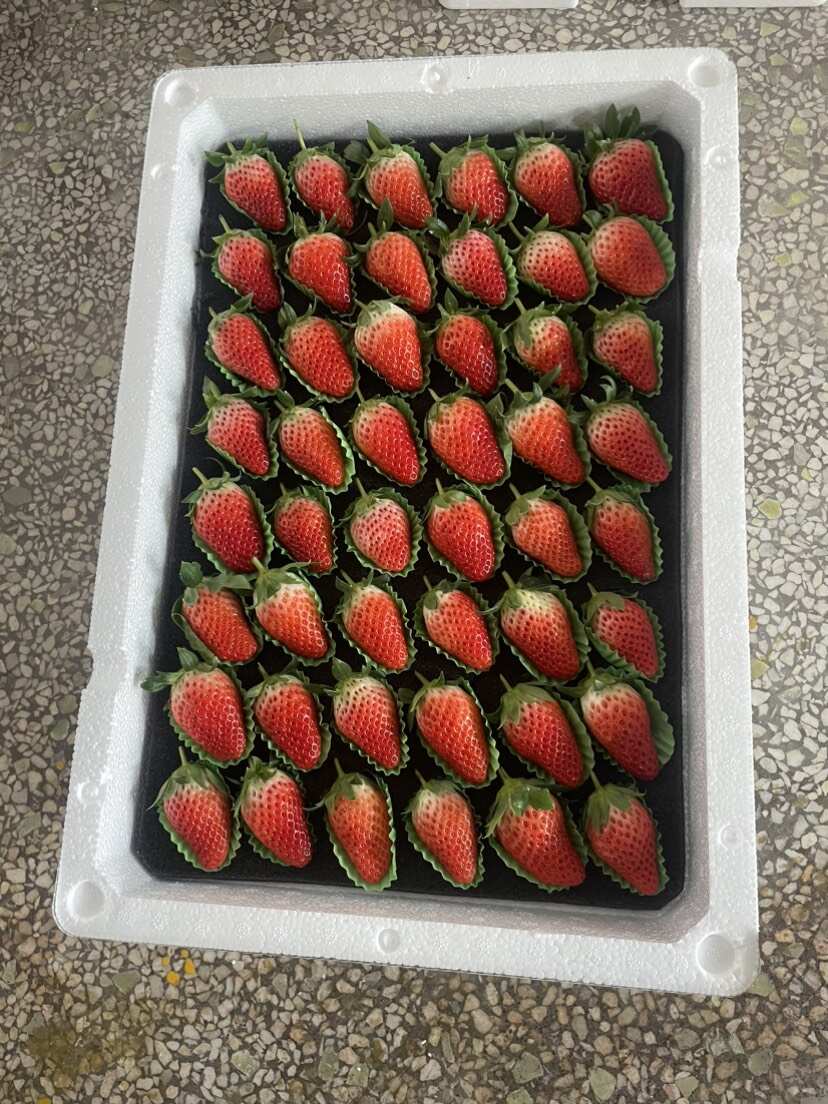 济南历城甜宝草莓