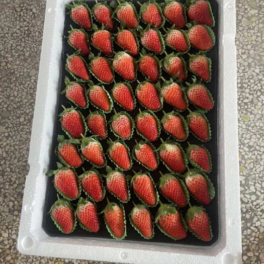 济南济南历城甜宝草莓