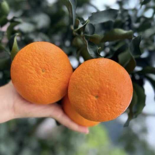 仁寿县爱媛果冻橙