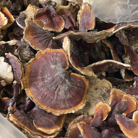 昆明西藏白心白肉吃灵芝 不苦 味道香
