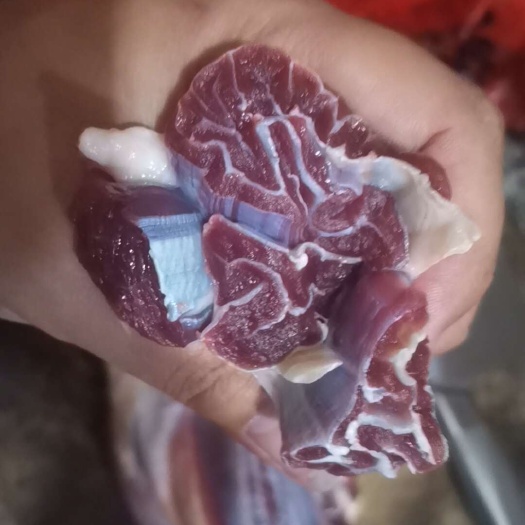 廉江市新鲜牛肉，吊龙，腱子肉，牛胸油新鲜发货，土黄牛