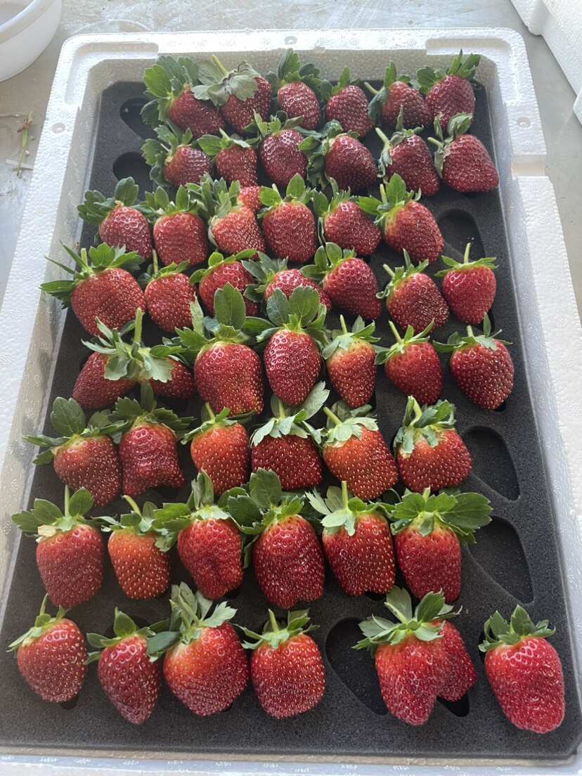 济南历城甜宝草莓