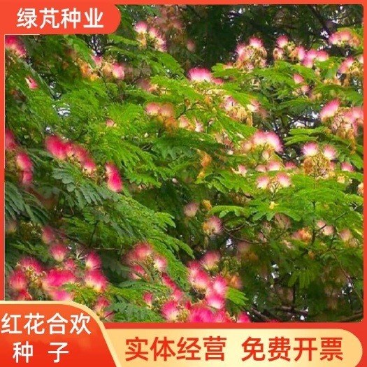 红花合欢种子又名绒花树种籽观赏红花四季易种阳台盆栽银合欢种子