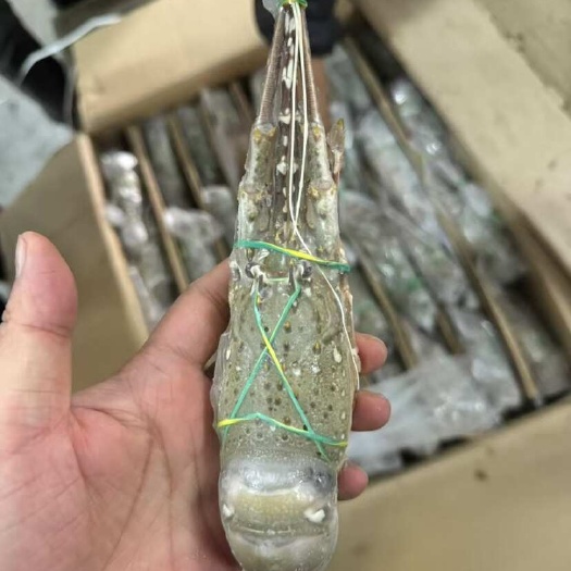 上海耐克全规格印度小青龙