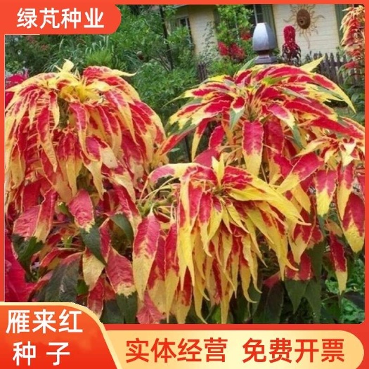 雁来红种子 观叶植物花卉品种老来少三色苋常见好种叶类观赏