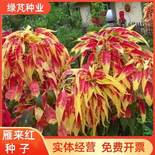 沭阳县雁来红种子 观叶植物花卉品种老来少三色苋常见好种叶类观赏