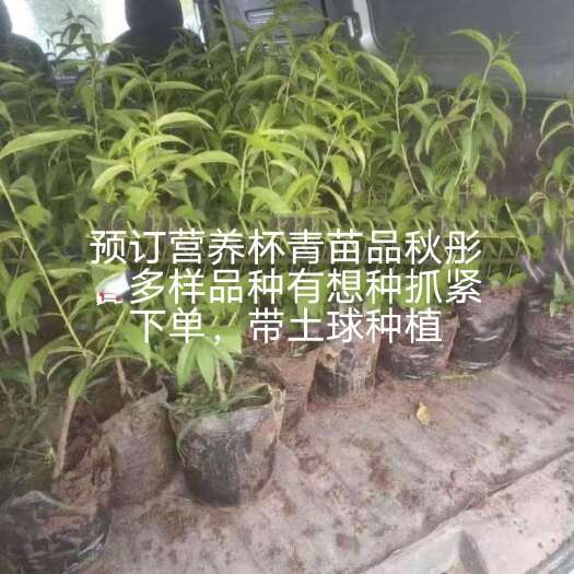 广宗县蜜桃苗