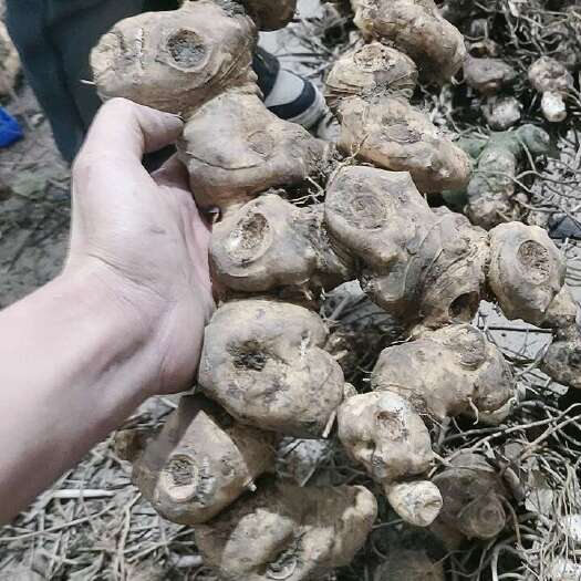 盐津县云南昭通盐津黄精中药材 滋补养生佳品