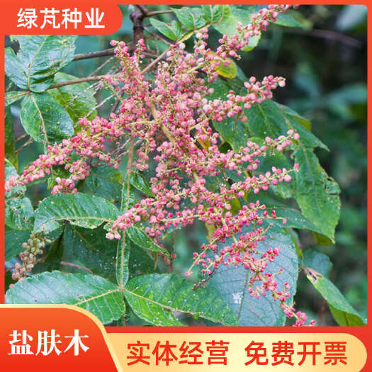 沭阳县盐肤木种子护坡灌木种子蜜源树种子五倍子种子花木林木苗木种子
