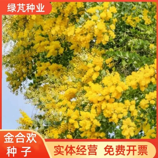 沭阳县金合欢种子黄花花种籽子路边护坡工程绿化山合欢树马缨花种子