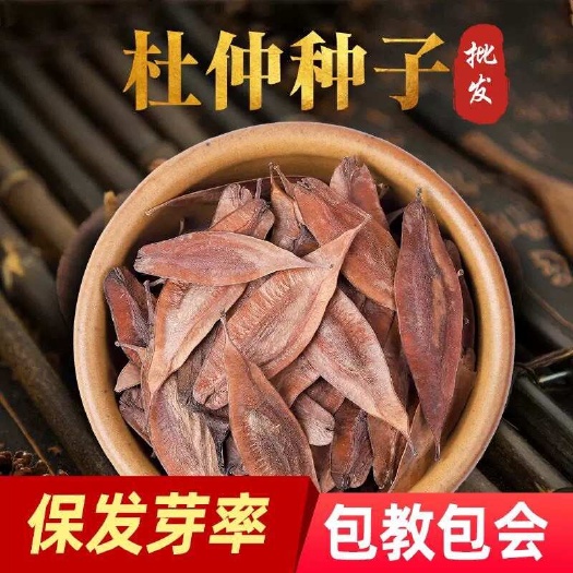 杜仲种子 当年新籽 发芽率高 耐寒耐干旱 免费技术指导