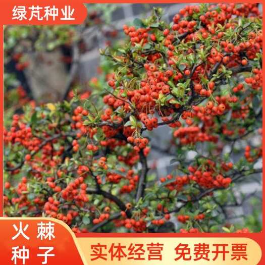 沭阳县火棘种子 铁篱笆种子红刺木种子火棘种子火把果种子可作围墙林木