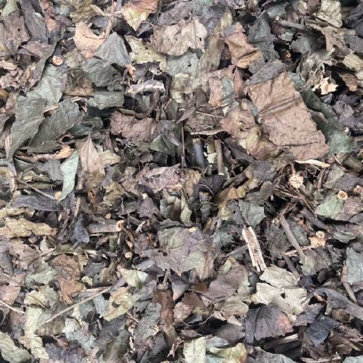 九节茶肿节风量大包邮中药材草珊瑚