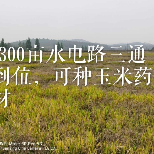 800亩农村集体土地旱地出租流转