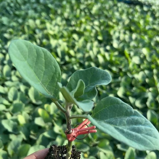 牛心茄子苗 嫁接牛心茄子苗 紫红皮圆茄苗