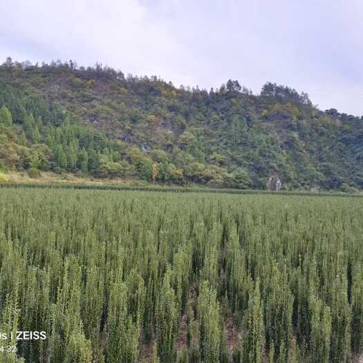 仙居县直立冬青