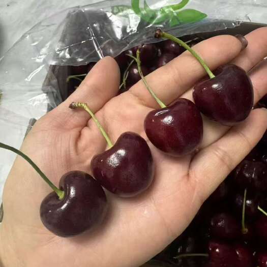 昆明桑提娜到货单J二J220三J260量大从优十斤装二合一