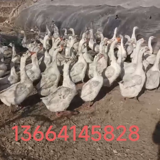沈阳出售活鹅三花鹅270多天笨养大鹅