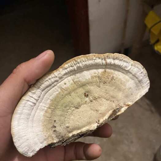 东方栓菌