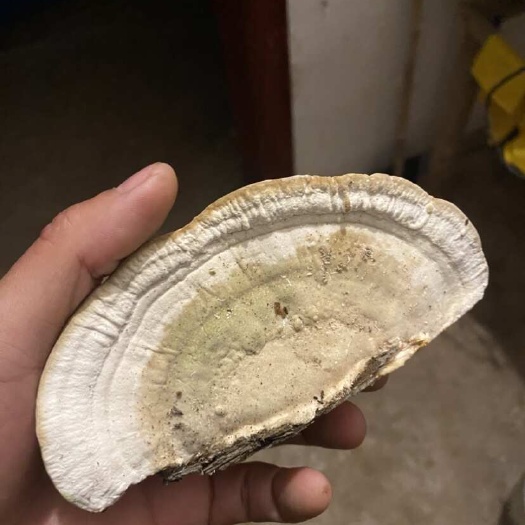 南充东方栓菌