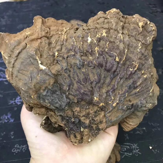 江门天然无薄树灵芝￼