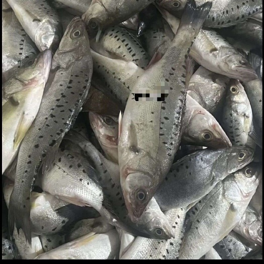 连云港鲈鱼，5-8两