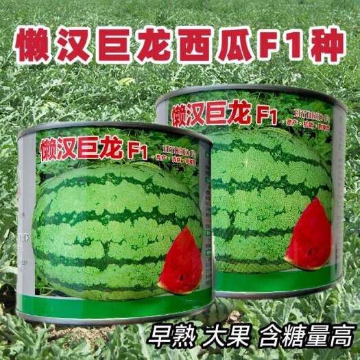 沭阳县懒汉巨龙西瓜种子花皮大果早熟红瓤高产易种春秋种植西瓜种籽