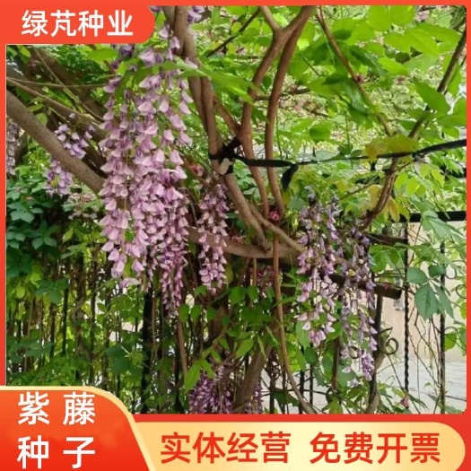 紫藤种子爬藤攀爬藤蔓植物朱藤招藤豆藤紫藤萝多花紫藤紫藤花种籽