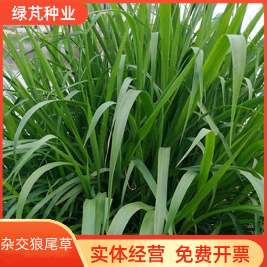 御谷牧草种子杂交狼尾草种子