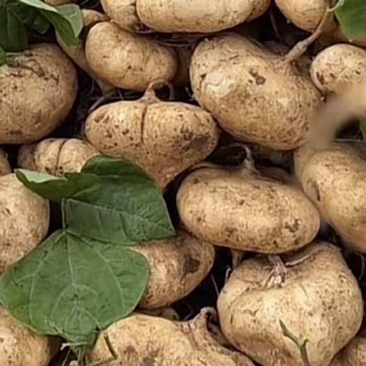 徐闻县广东凉薯现挖新鲜蔬菜水果农家自种白地瓜豆薯 凉薯