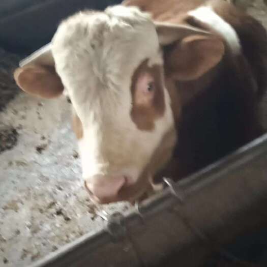 渑池县30头已养成肉牛出售